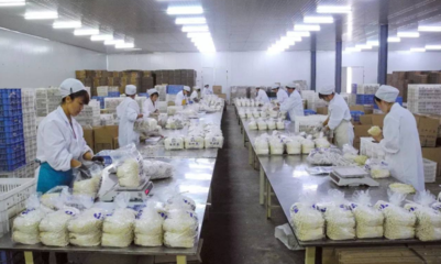 眾興菌業(yè)凈利潤(rùn)虧損1800-2100萬(wàn)元 由盈轉(zhuǎn)虧背后技術(shù)推廣的挑戰(zhàn)與反思